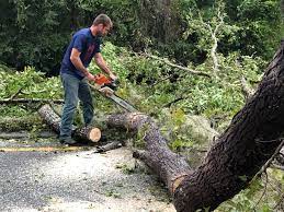 New Paris, OH Tree Services Company