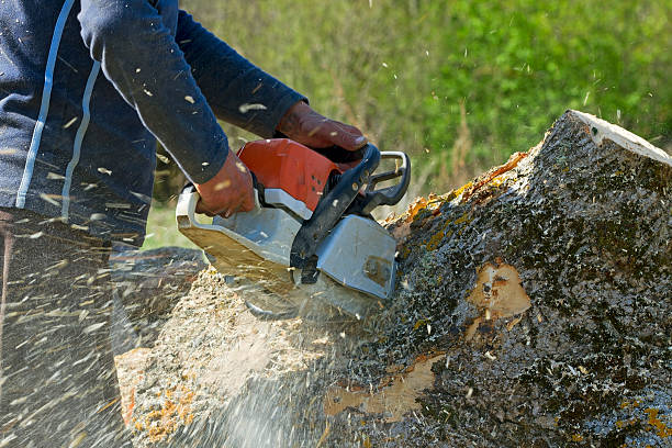 How Our Tree Care Process Works  in  New Paris, OH