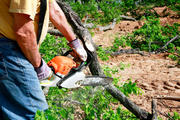 Best Storm Damage Tree Cleanup  in New Paris, OH